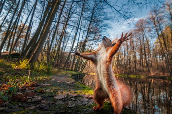 Image of a Squirrel being portayed as a fake snipe