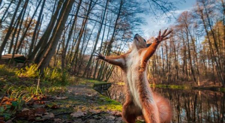 Image of a Squirrel being portayed as a fake snipe